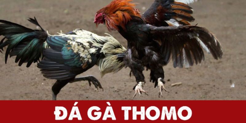 Tìm hiểu hình thức thi đấu Đá gà thomo là gì