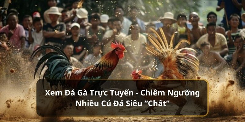 xem đá gà trực tuyến